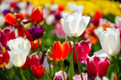 colourful tulips