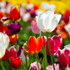 colourful tulips