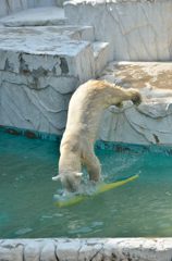 Polar bear 2