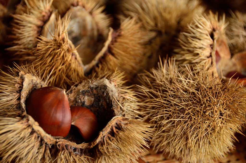 chestnuts