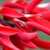 red flowers