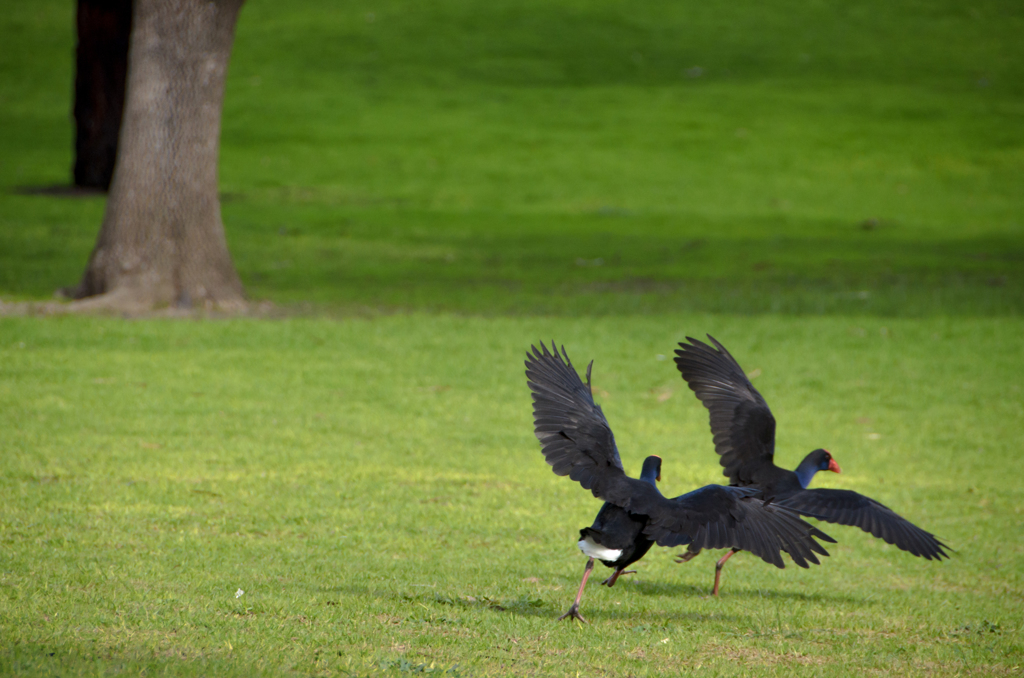 Purple Swamphen