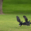 Purple Swamphen