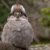 Kookaburra 3