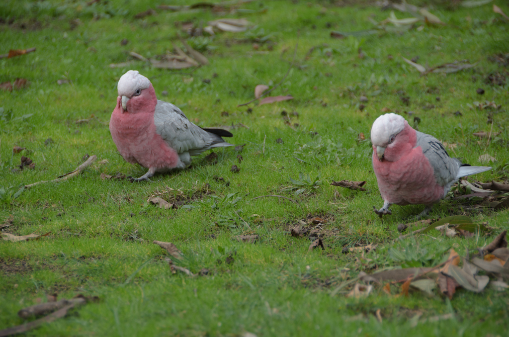 モモイロインコのマーチ