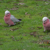 モモイロインコのマーチ