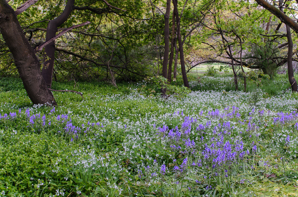 wild flowers