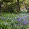 wild flowers