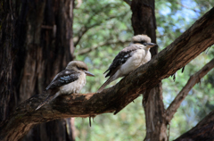 Kookaburra