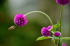 bee
