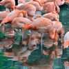 pink flamingo