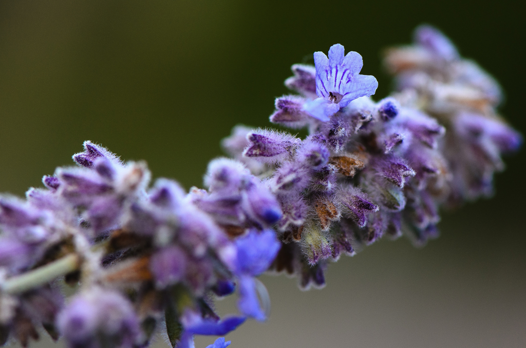 Macro 7