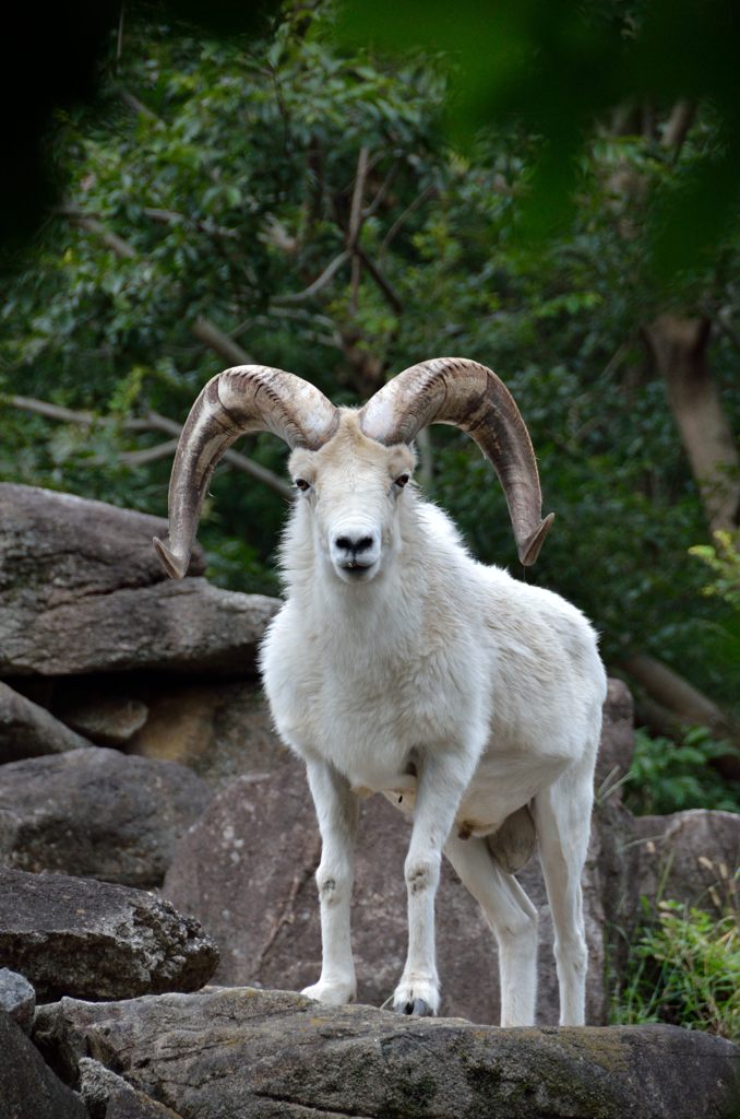 Dall sheep