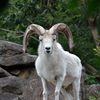 ヒツジ