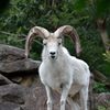 Dall sheep