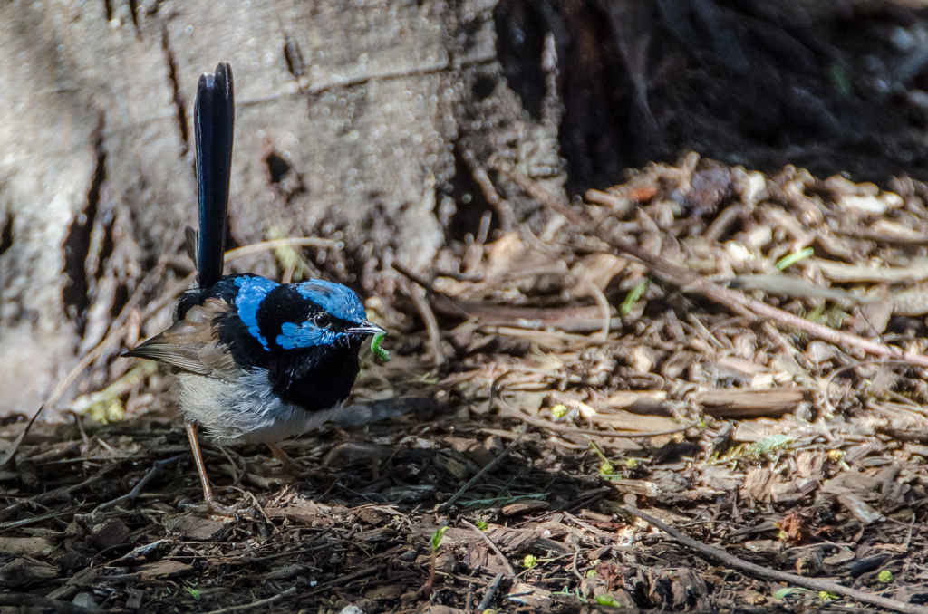 Superb Fairy Wren