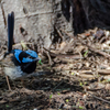 Superb Fairy Wren