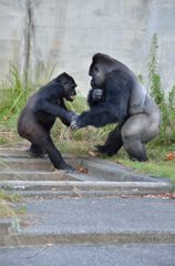 dancing gorilla