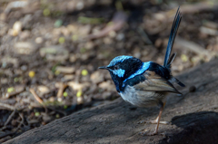 Superb fairy wren 2