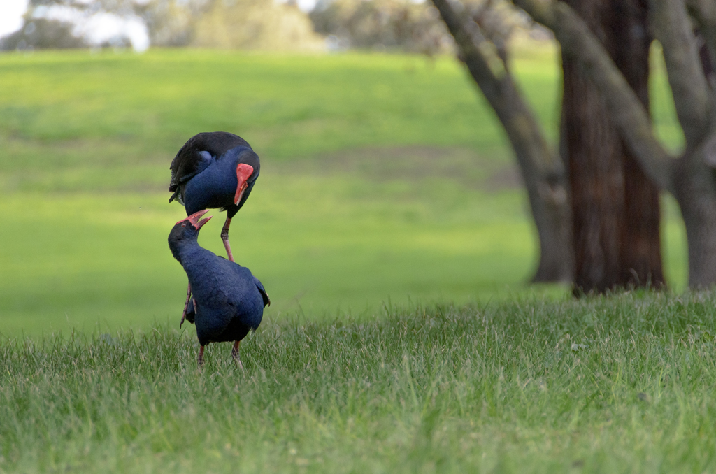 Purple Swamphen 2