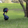 Purple Swamphen 2