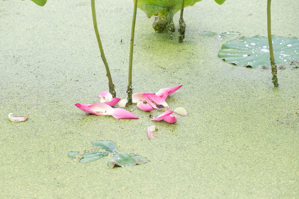 花びらが