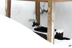 冬のオアシス