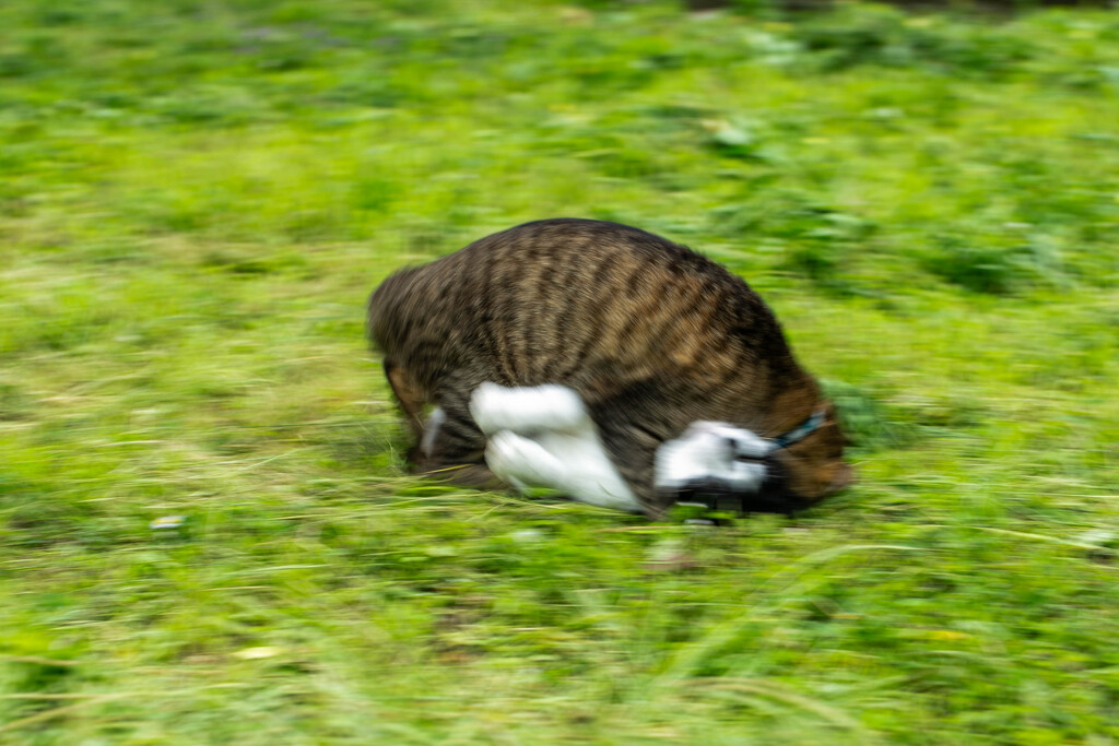 がっぷり四つ