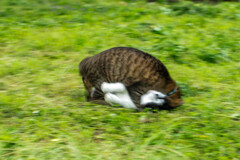 がっぷり四つ