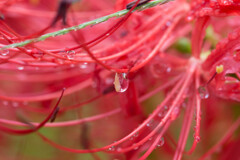 朝露に濡れて