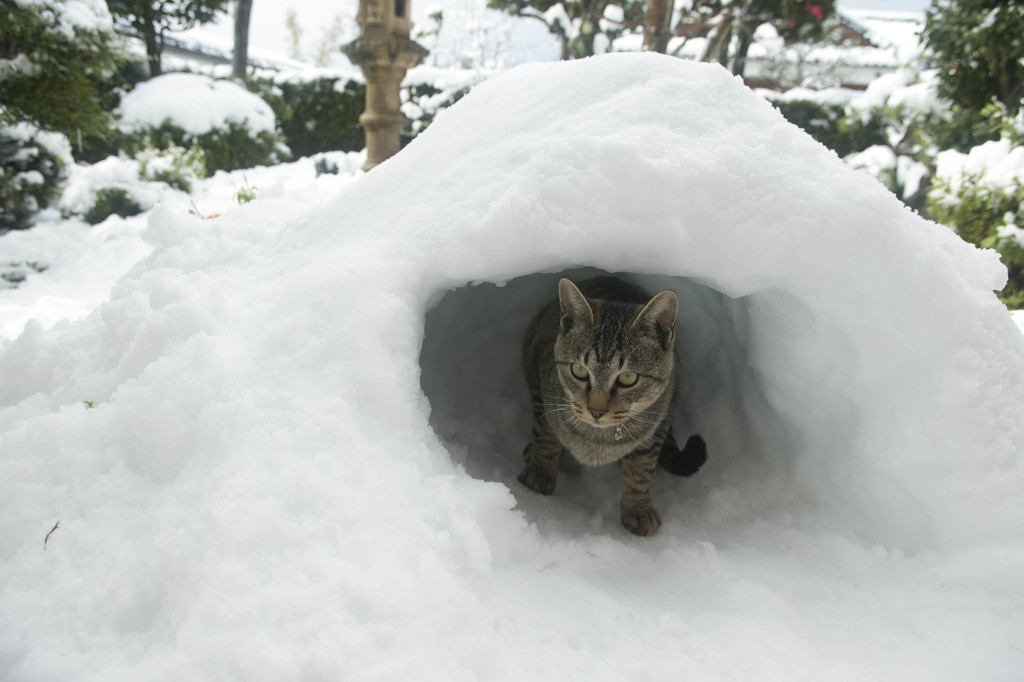 猫の隠れ家２