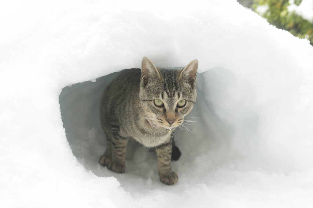 猫の隠れ家３