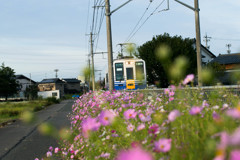 ローカル線と秋桜