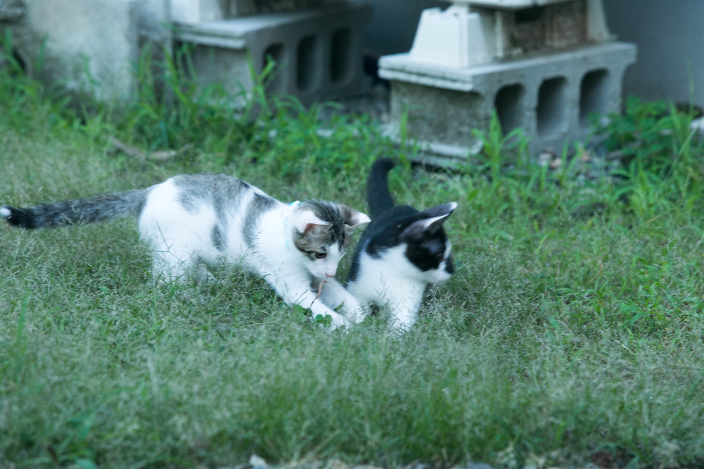 ここかな