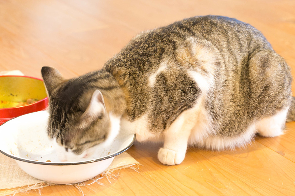 ご飯ですよ