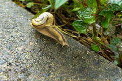 雨上がりの散歩