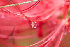 朝露