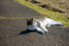 朝日を浴びて