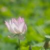 ぽつんと