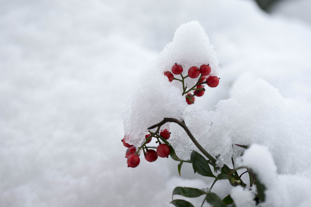 雪帽子