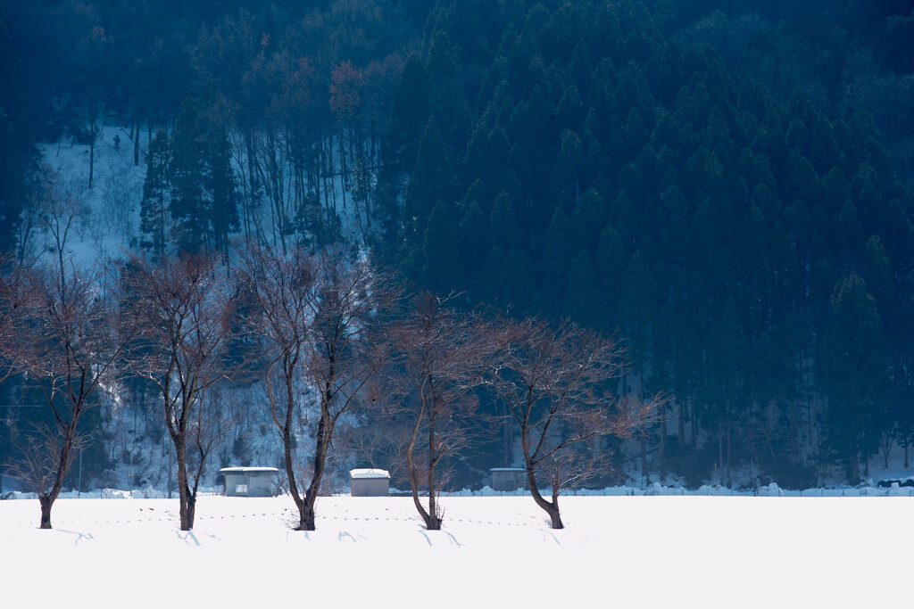 雪原で整列