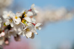 公園の桜