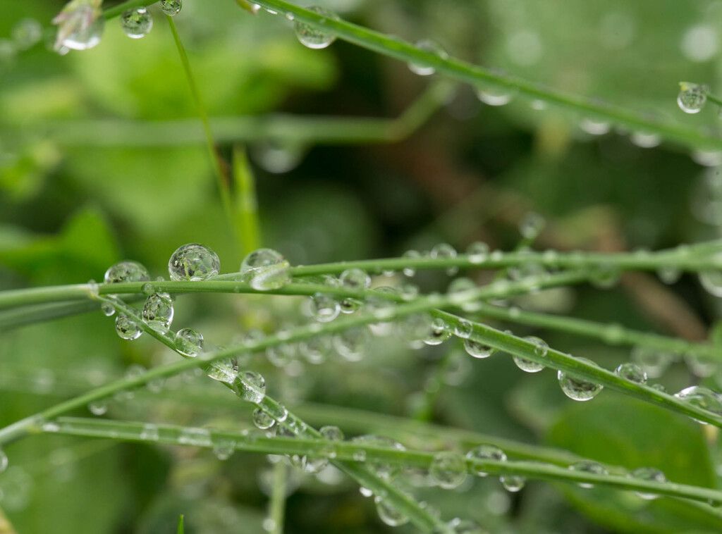 雨上がり