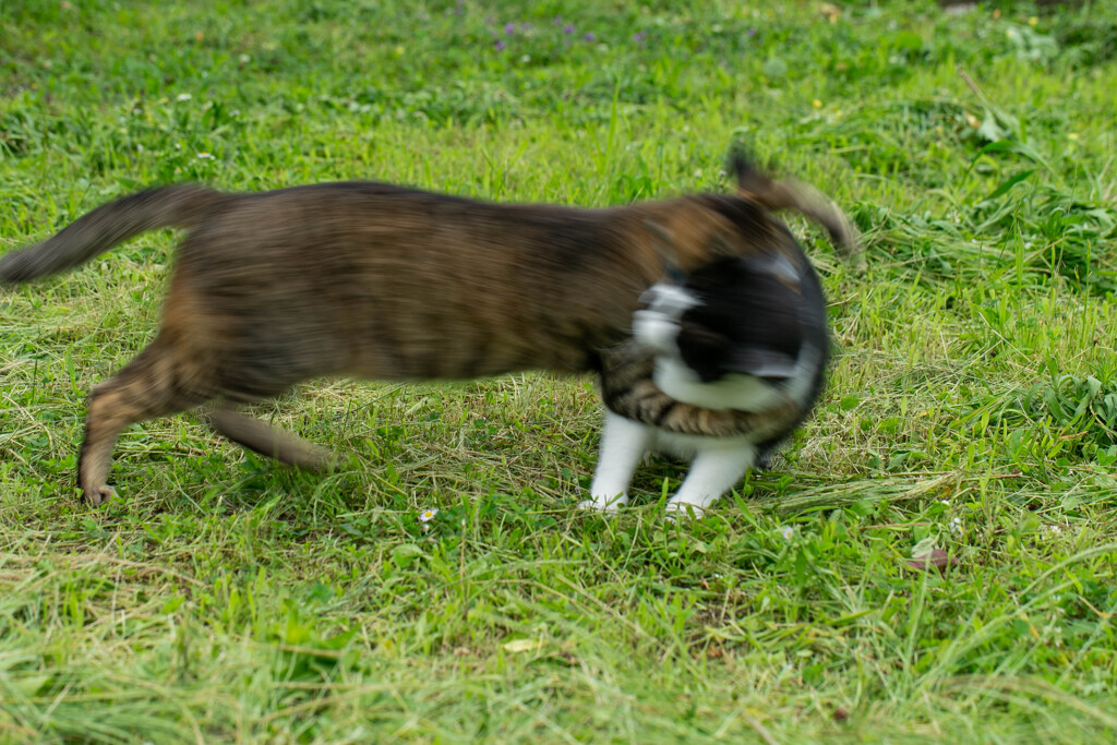 タックル