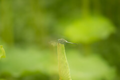 幻想