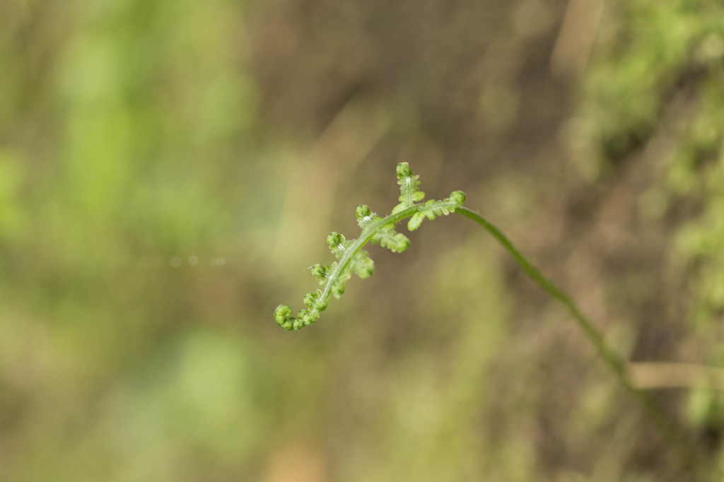 シダの芽