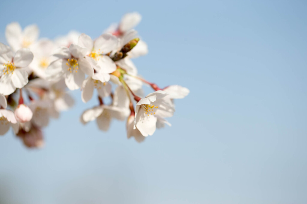 桜に青空