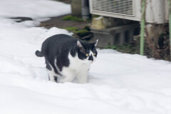 雪はへちゃら