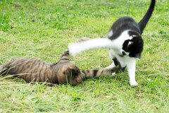 猫パンチ