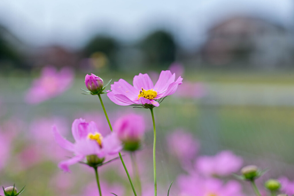 秋の花